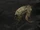 Flying Polyps