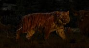 Shere Khan Manipulation