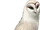 Nyra