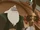 King Aldrich