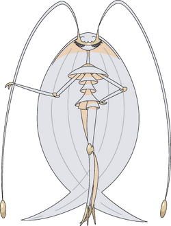 795 Pheromosa