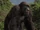 Joe (Mighty Joe Young)