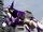 Wolf Zord (Jungle Fury)