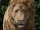 Aslan