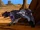 Ravage