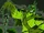 Undergrowth