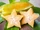Carambola