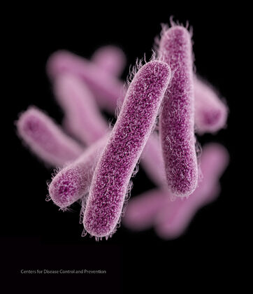 Shigella