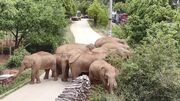 Wandering Elephants in China