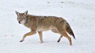 Coyote-Computer-Backgrounds