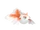 Goldeen