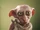Dobby