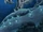Colo claw fish