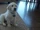 Bailey (The Creature)