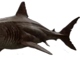 The Meg