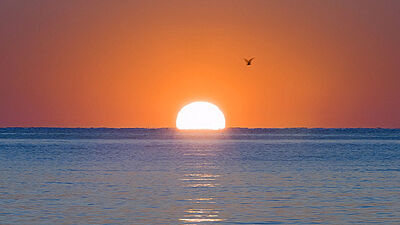 Sunrise bird 590x332.jpg