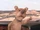Scrappy-Doo (live action film)