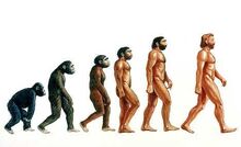 Human Evolution