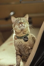 Sleepwalkers-1992-440nw-5875922g