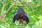Bat Upside Down