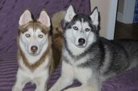 Mishka and laika