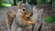 Squirrel