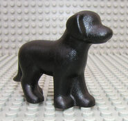 Black Dog