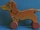 6/2 Dog (Hund)