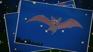 Photo chauve-souris 4-Les animaux nocturnes