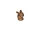 Cinnamon (Rabbit)
