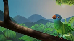 The rare blue parrot hears Mia’s bird call.