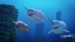 The narwhals hear the sound of the device and respond to it’s call.