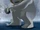 Wampa/LSWCS