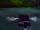 Jungle Race