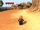 Albatross Island/LCU-TCB