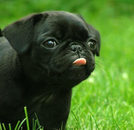 Pug tongue sale