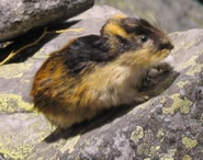 A real-life lemming