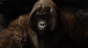 Kinglouie2016.jpg