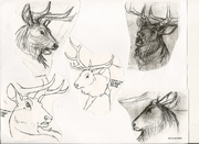Wapiti Ca