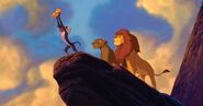 Présentation du prince Simba.