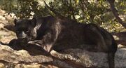 Bagheera2016