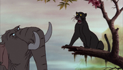 Bagheera (4)