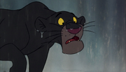 Bagheera (8)