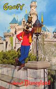 Dingo dans les années 1960 (de 1963 à 1969)