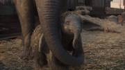 Dumbo 2019 (1)