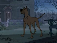 Grand Danois.jpg (281 kio) Grand Danois