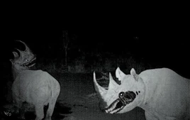 Unnatural Habitat Leovincible Wiki Fandom