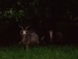 Unnatural Habitat Leovincible Wiki Fandom