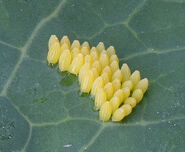 Pieris brassicae eggs, groot koolwitje eitjes (2)