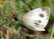 Common Wanderer Butterfly I IMG 3858